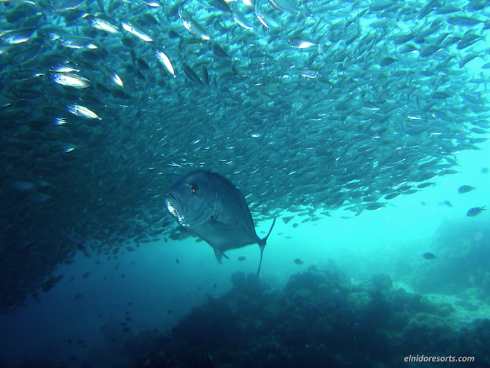 02. El Nido Resorts Activities - Swim with our 1.5 meter jackfish