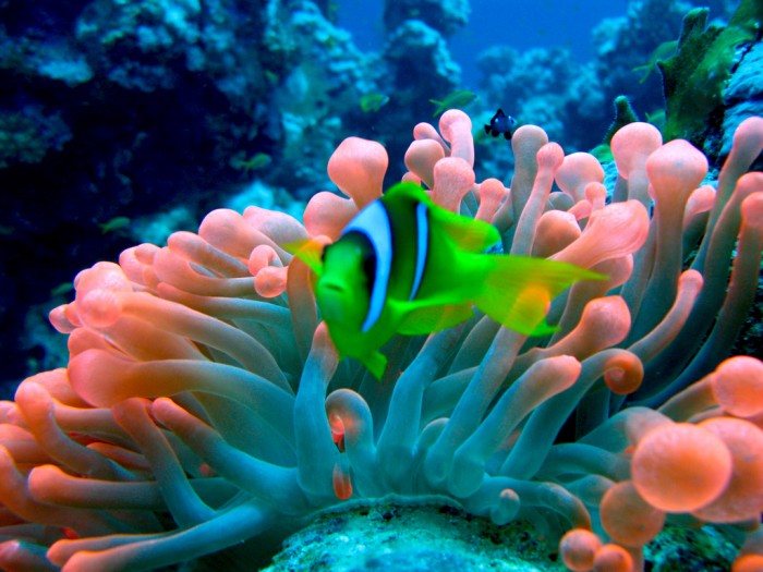 Red Sea Anemonefish in Red Bubble Anemone
