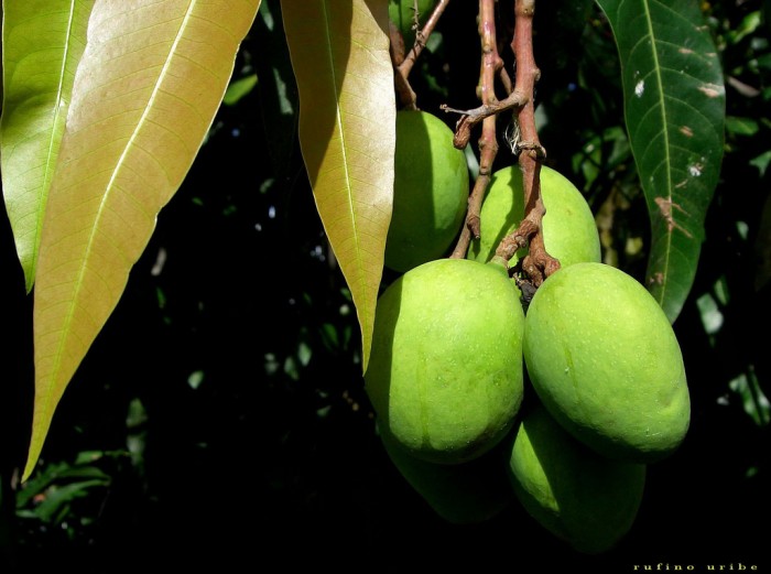 temporada de mangos