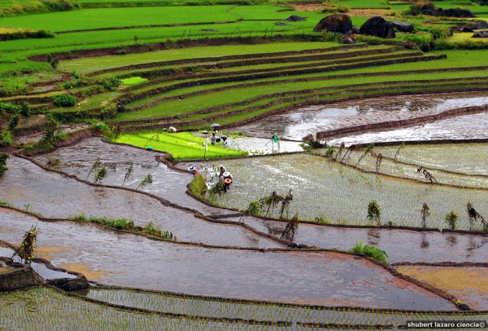 Nagacadan Rice Terraces (Kiangan, Ifugao)