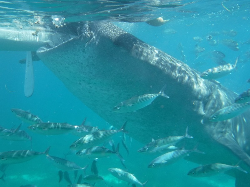 世界一大きいジンベイザメとのシュノーケルは安全 セブ島観光ならptnトラベル