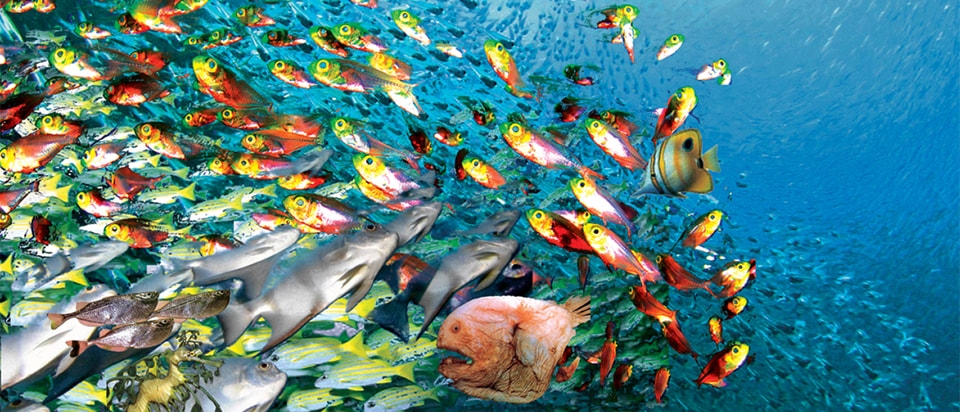 フィリピンで食べられる魚たち セブ島情報 デイリーマガジン エキサイトセブ