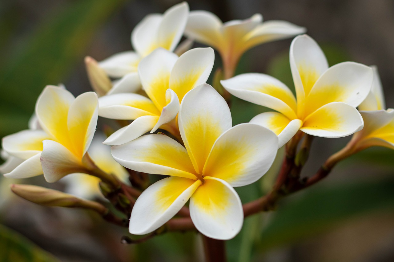 セブでも楽しめる南国の花 プルメリア セブ島情報 デイリーマガジン エキサイトセブ